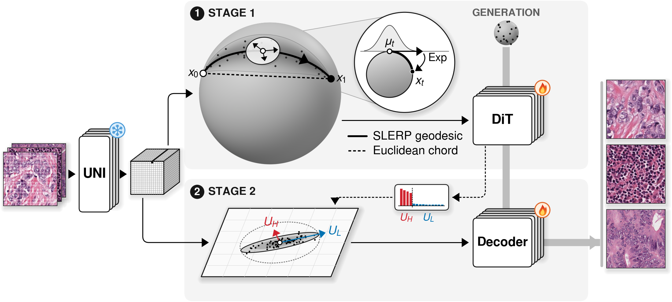 Overview of STREAM in two stages. H&E patches pass through a frozen UNI encoder, marked with an ice-blue snowflake, into a grid of patch tokens. Stage 1: the tokens lie on a unit hypersphere, where a trainable DiT, marked with a fire-coloured flame, learns to move a point from x0 to x1 along the SLERP geodesic rather than the dashed Euclidean chord; an inset shows Gaussian noise added in the tangent plane at the geodesic point mu_t and mapped back onto the sphere by the exponential map (Exp) to give x_t. Stage 2: the SVD of the DiT's velocity-field Jacobian splits directions into high-response directions U_H (red) and low-response directions U_L (blue), which shape anisotropic noise on a tangent sheet, elongated along U_L, used to train a decoder, also marked with a flame. Generation: a noise ball of points on the sphere is transported by the DiT and decoded by the Decoder into the generated H&E tiles.